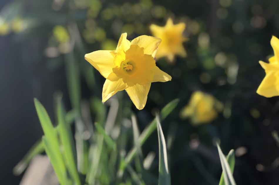 Spring has sprung in our Potager Garden