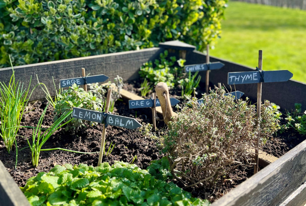 Herb Garden at the Potager Restaurant