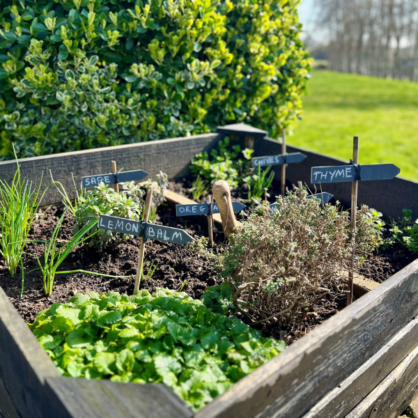 Herb Garden at the Potager Restaurant